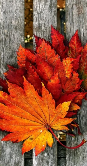 Autumn-2_886_1920.webp