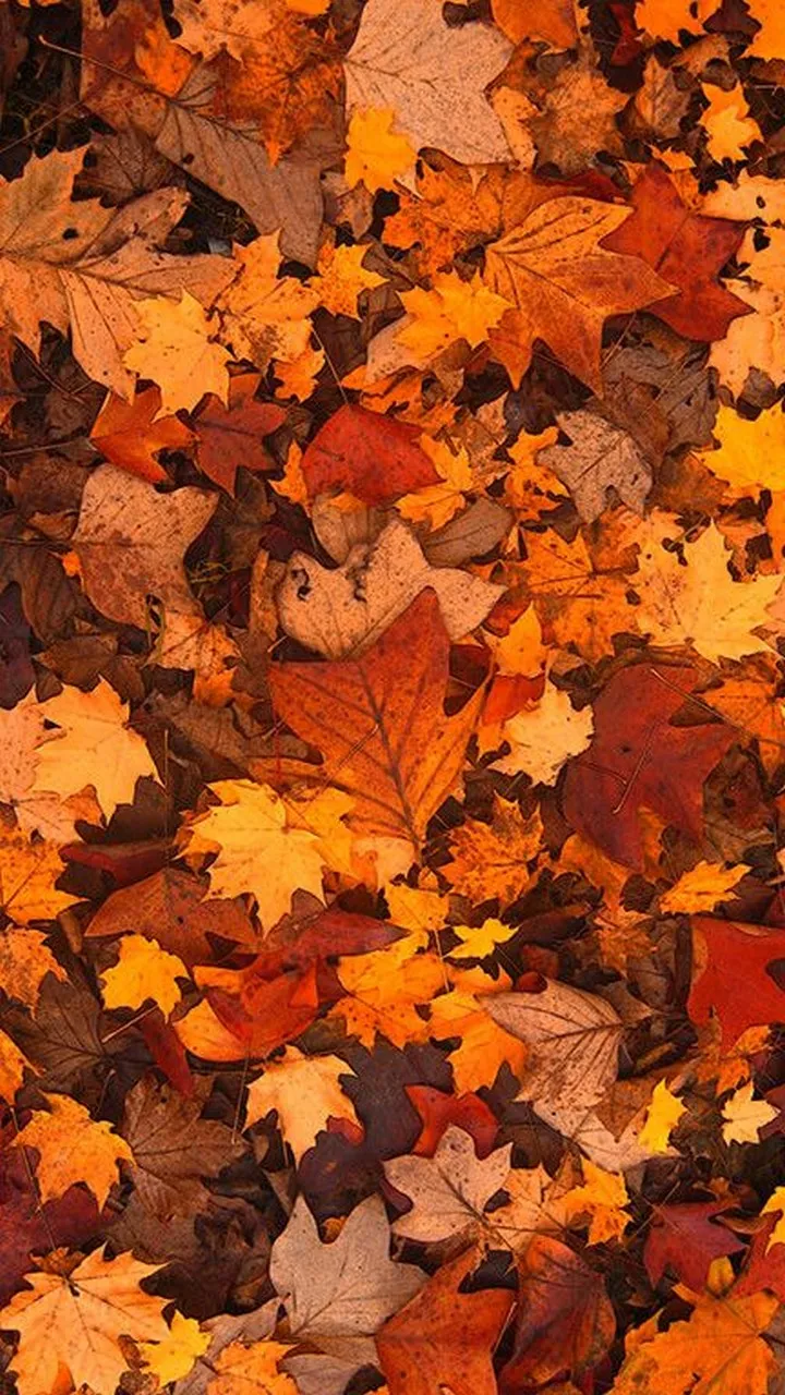 Autumn-3_720_1280.webp