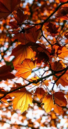 Autumn-45_720_1280