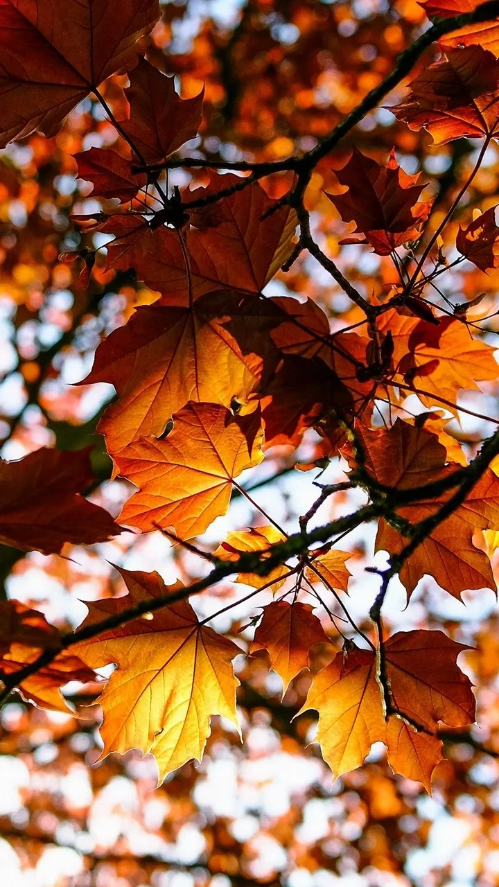 Autumn-45_720_1280.webp